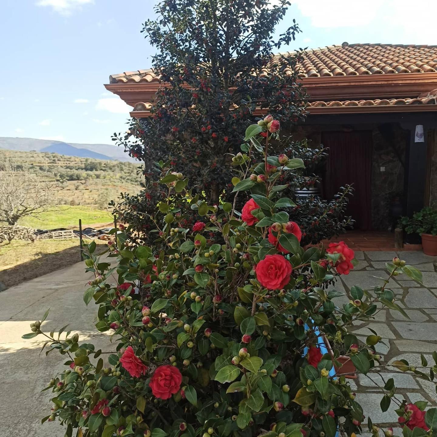 Sotoserrano Casa Rural Los Olivos מראה חיצוני תמונה